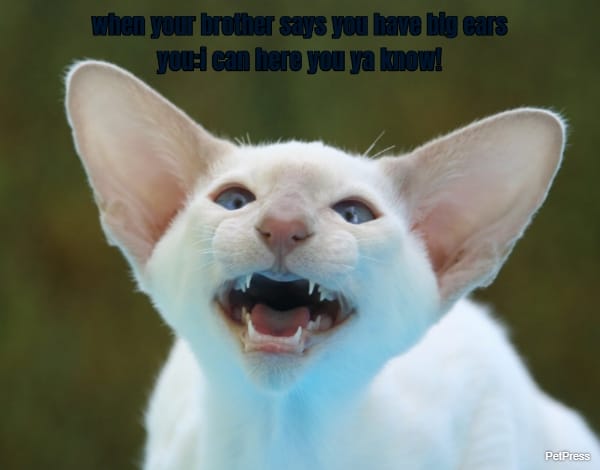 when your brother says you have big ears you:i can here you ya know!
