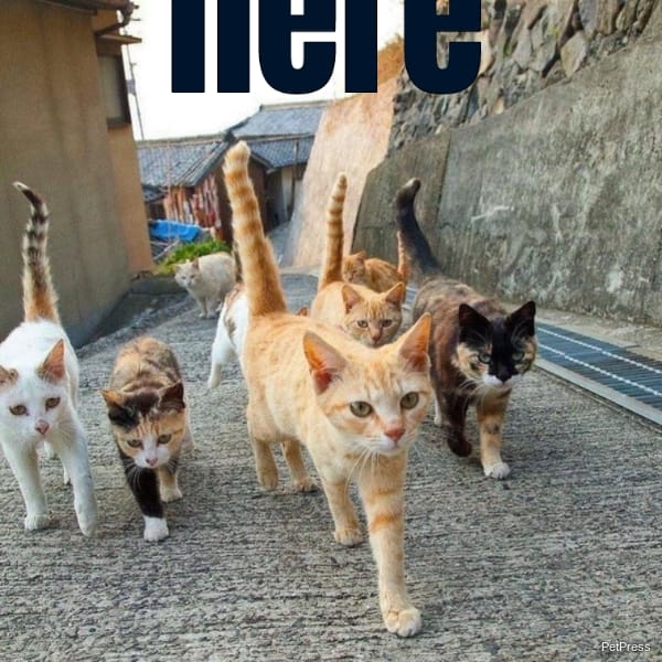 where a bad cat street walkin gang 