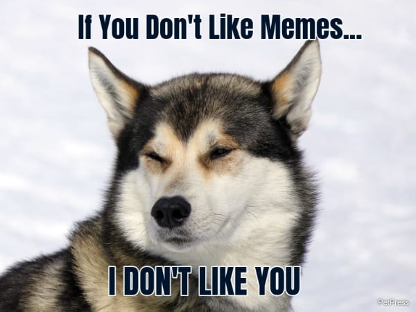 You don't like meme