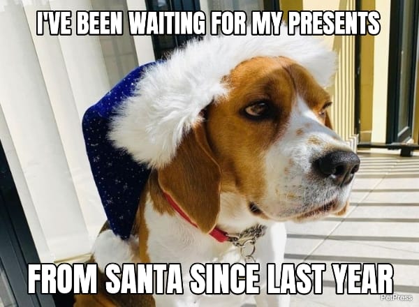 angry beagle christmas meme
