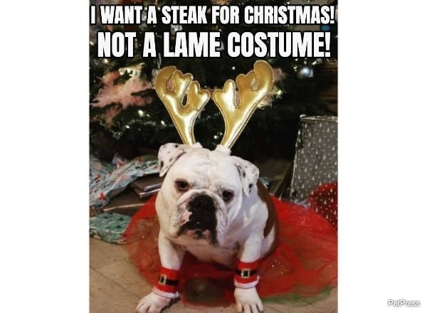 angry english bulldog christmas meme