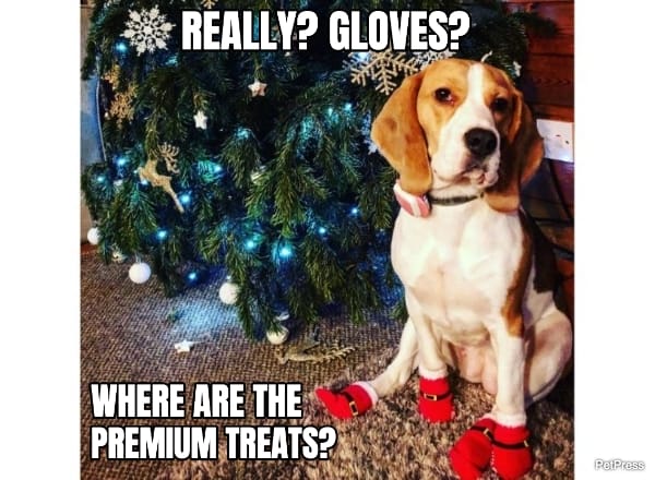 annoyed beagle christmas meme