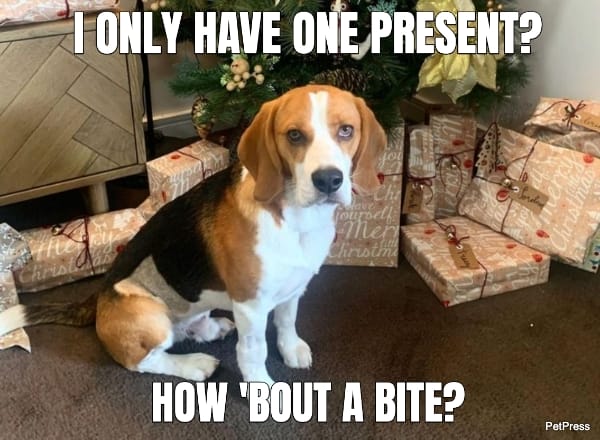 annoyed beagle christmas meme | petpress