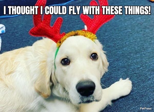 antlers golden retriever christmas meme