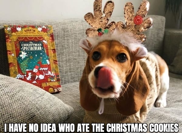 beagle christmas cookies meme | petpress