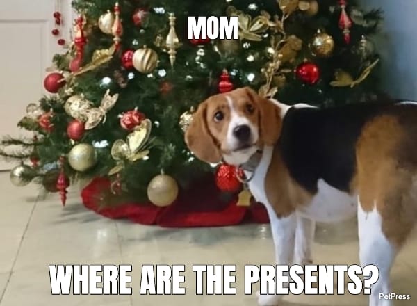 beagle christmas meme | petpress