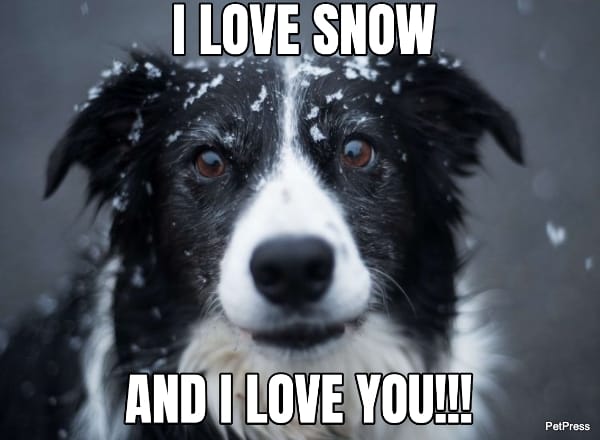 border collie christmas meme