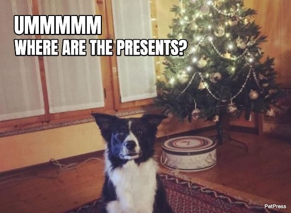 border collie christmas meme | petpress