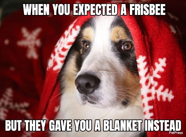border collie christmas meme | petpress