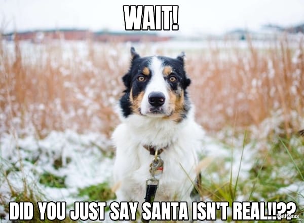 border collie christmas meme | petpress