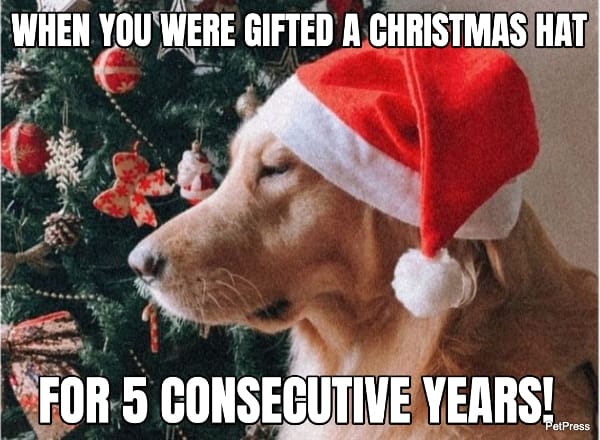 christmas hat golden retriever meme