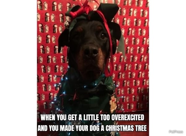 christmas tree rottweiler meme