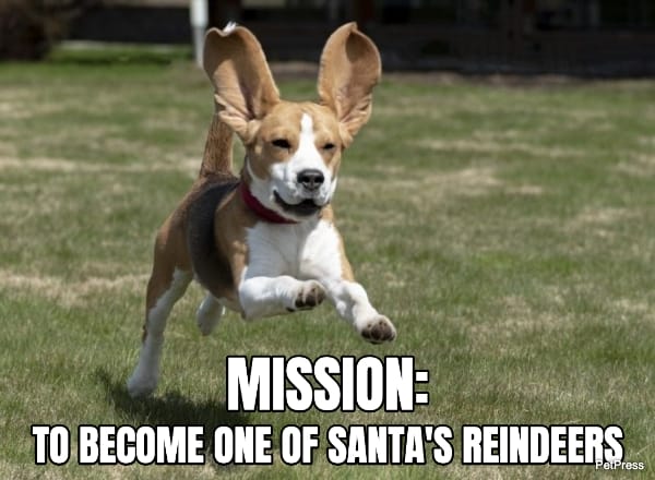 cute beagle christmas meme
