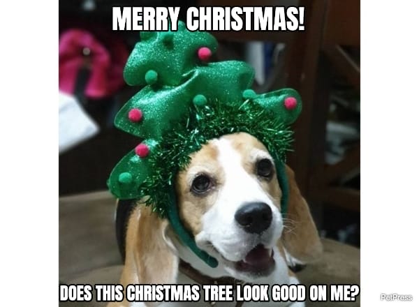 cute beagle christmas meme