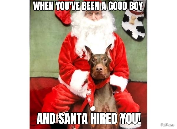 doberman christmas meme | petpress