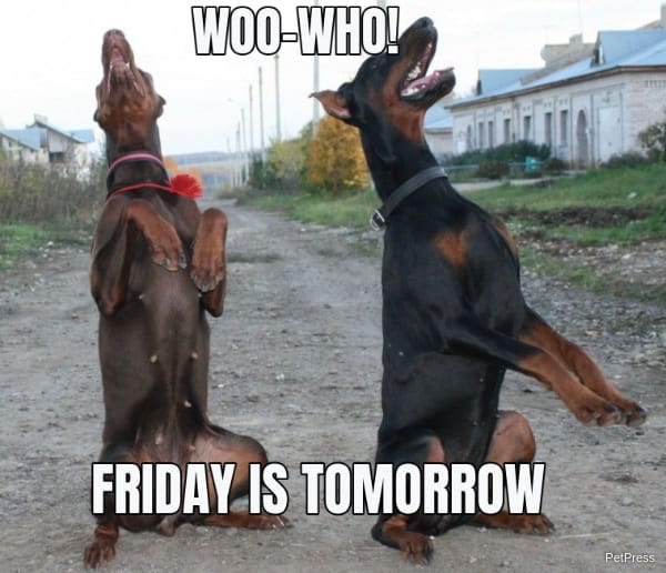 doberman friday