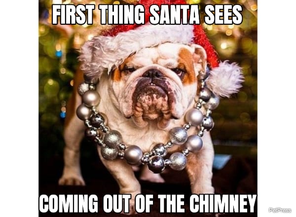 english bulldog christmas memes