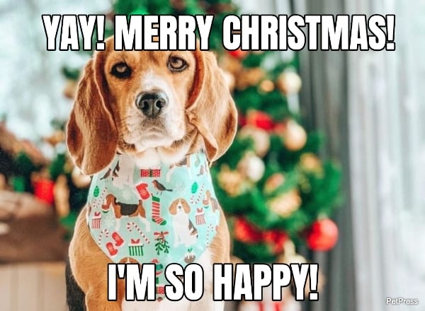 excited beagle christmas meme