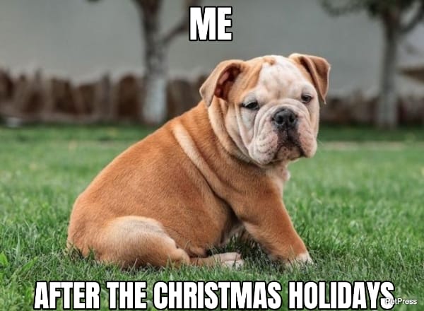 fat english bulldog christmas meme
