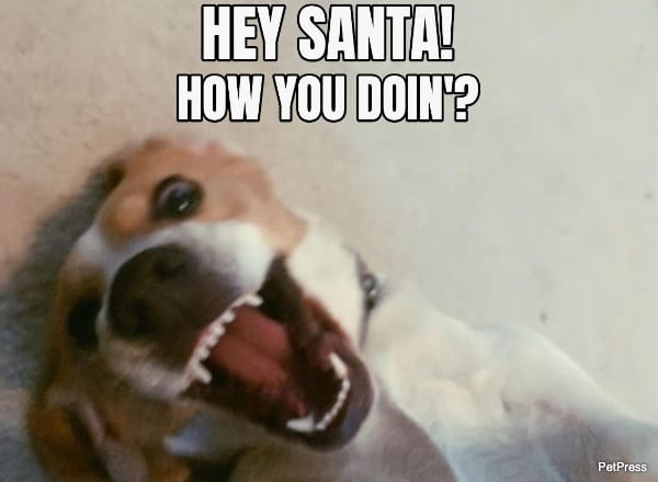 freaky beagle christmas meme