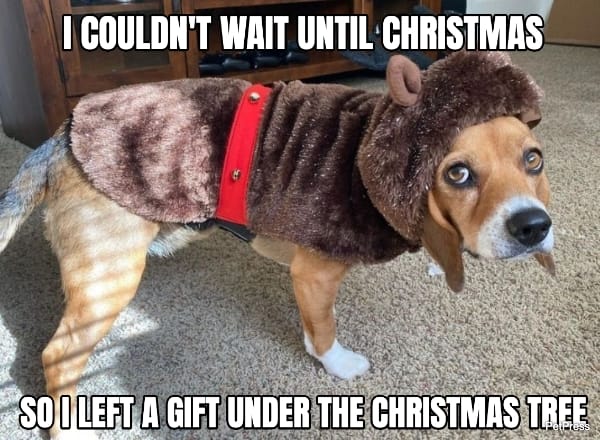 funny beagle christmas meme