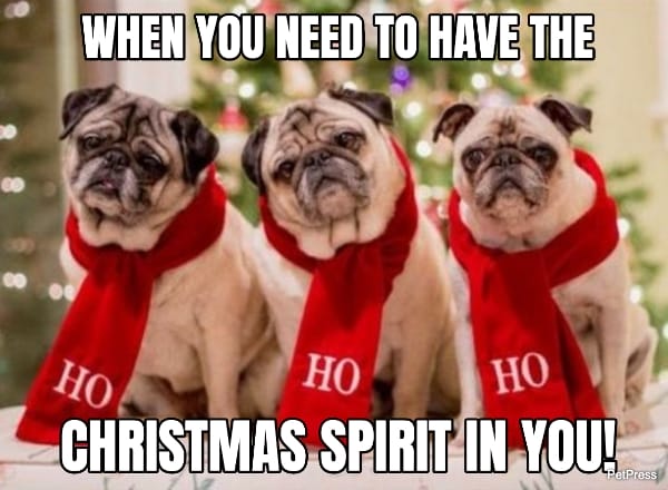 funny dog christmas meme