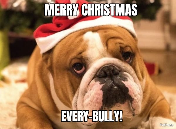 funny english bulldog christmas meme