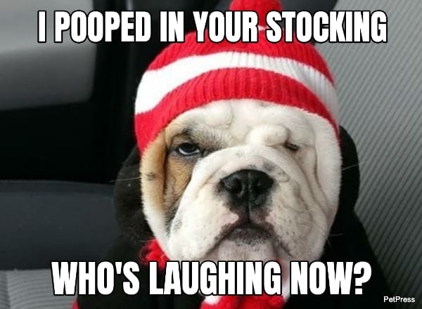 funny english bulldog christmas meme
