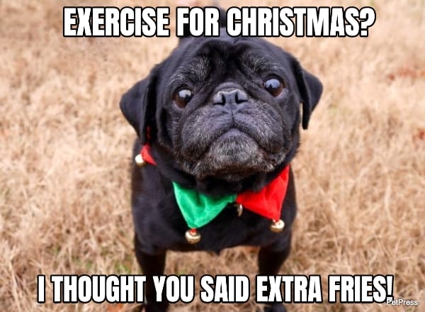 funny pug christmas meme