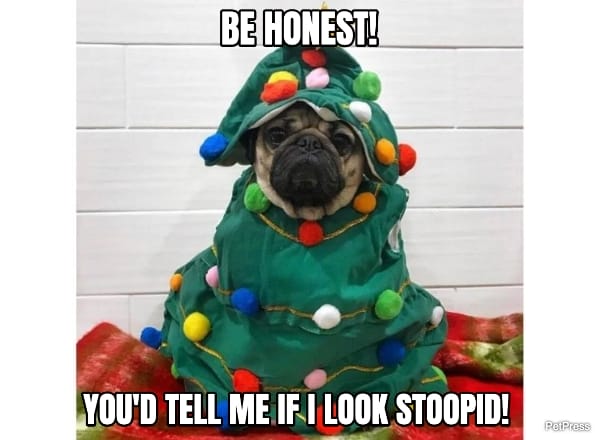funny pug christmas meme