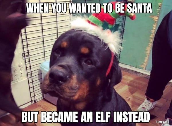 funny rottweiler christmas meme