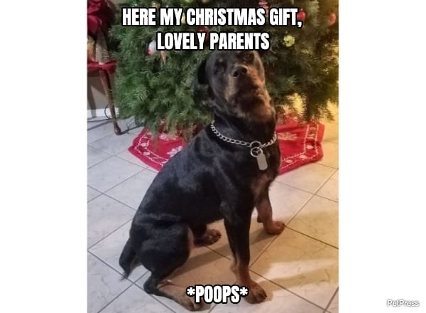 funny rottweiler christmas meme