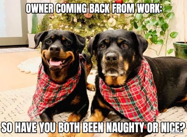 funny rottweiler christmas meme