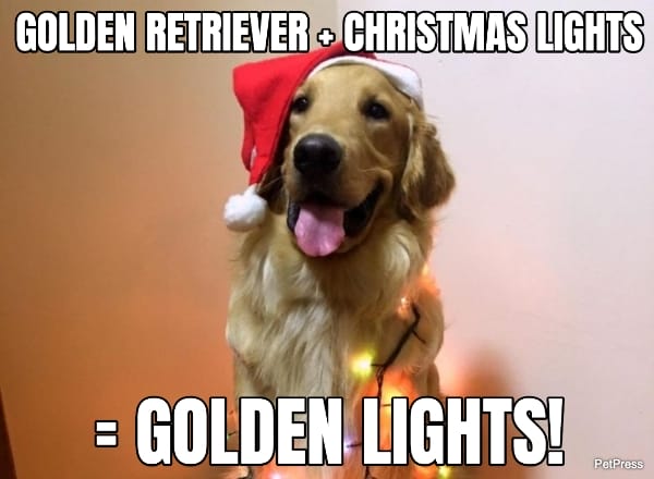 golden lights retriever christmas meme