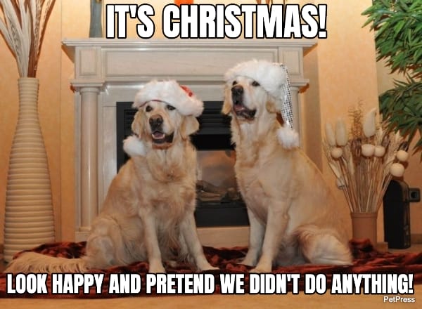 golden retriever christmas meme