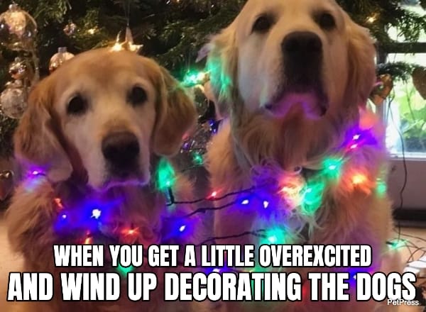 golden retriever christmas meme