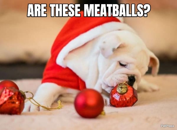 hungry english bulldog christmas meme