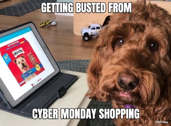 labradoodle cyber monday meme