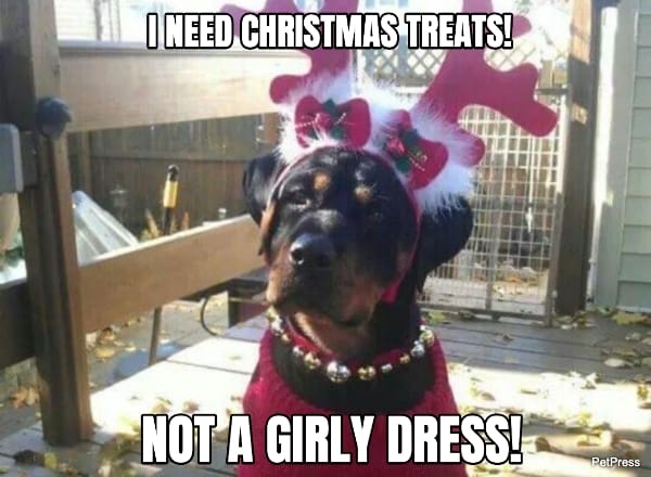rottweiler dress christmas meme
