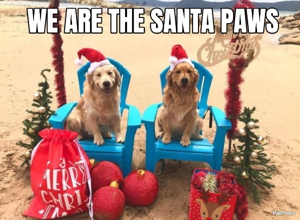 santa paws golden retriever christmas meme