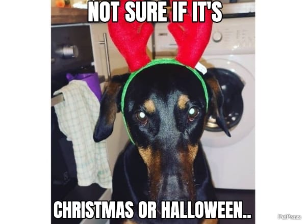 scary doberman christmas meme