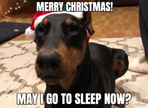 sleepy doberman christmas meme