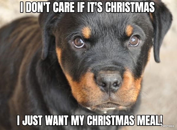 tough rottweiler christmas meme