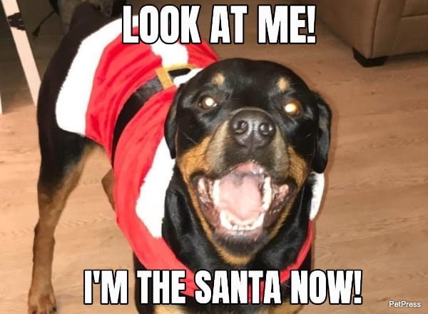 tough rottweiler christmas meme | petpress