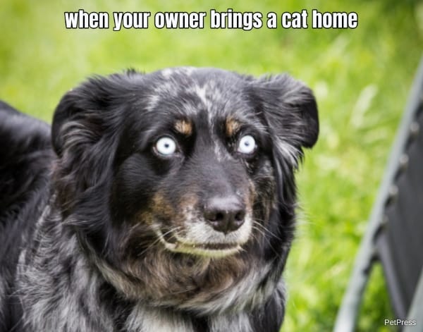 when your owner brings a cat home... 