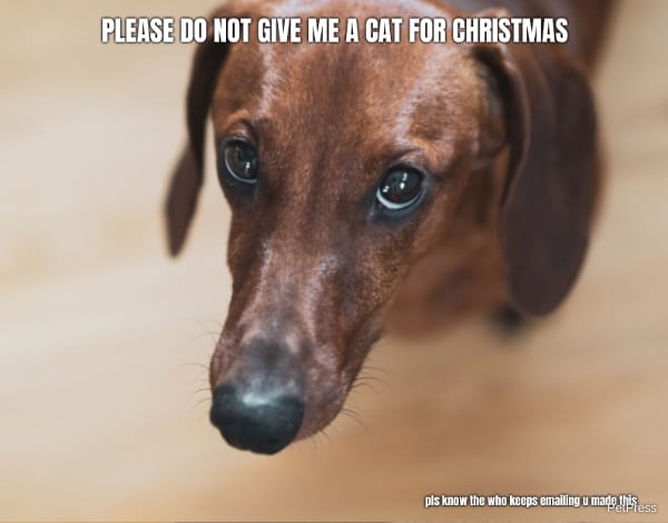 PLEASE DO NOT GIVE ME A CAT FOR CHRISTMAS... pls know the who keeps emailing u made this