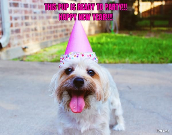THIS PUP IS READY TO PARTY!!!... HAPPY NEW YEAR!!!!