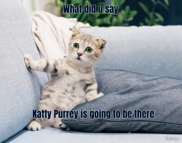 What did u say... Katty Purrey is going to be there