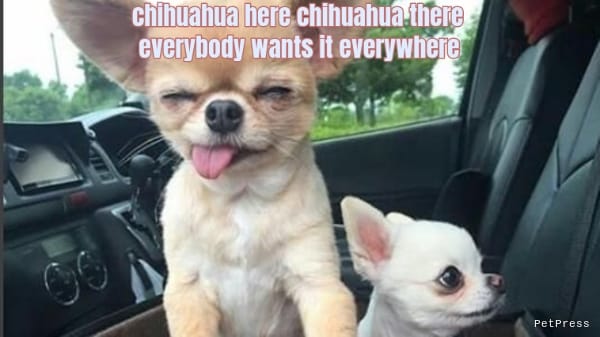chihuahua here chihuahua there... everybody wants it everywhere