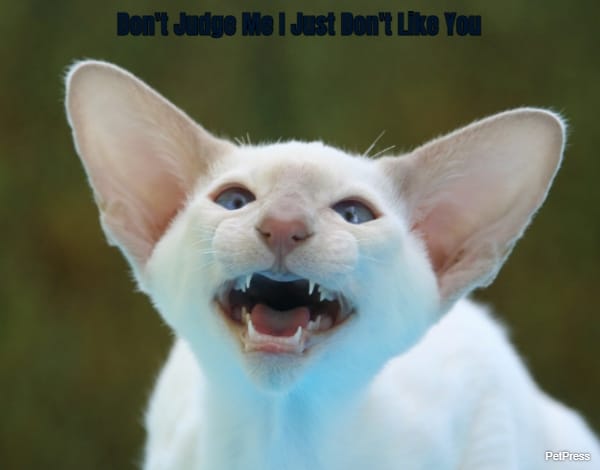 Don't Judge Me I Just Don't Like You